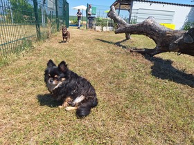 7. Chihuahua Treffen in Ungerndorf