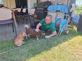 7. Chihuahua Treffen in Ungerndorf