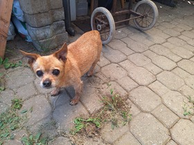 7. Chihuahua Treffen in Ungerndorf