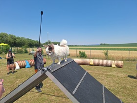 7. Chihuahua Treffen in Ungerndorf