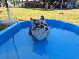 7. Chihuahua Treffen in Ungerndorf