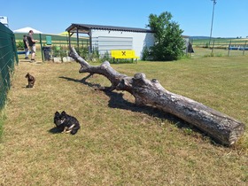 7. Chihuahua Treffen in Ungerndorf