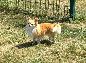 7. Chihuahua Treffen in Ungerndorf