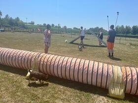 7. Chihuahua Treffen in Ungerndorf
