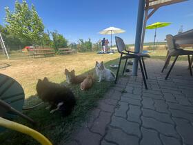 7. Chihuahua Treffen in Ungerndorf