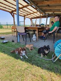 7. Chihuahua Treffen in Ungerndorf