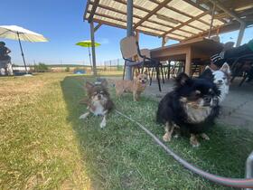 7. Chihuahua Treffen in Ungerndorf