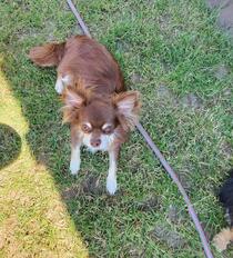 7. Chihuahua Treffen in Ungerndorf