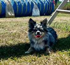 7. Chihuahua Treffen in Ungerndorf